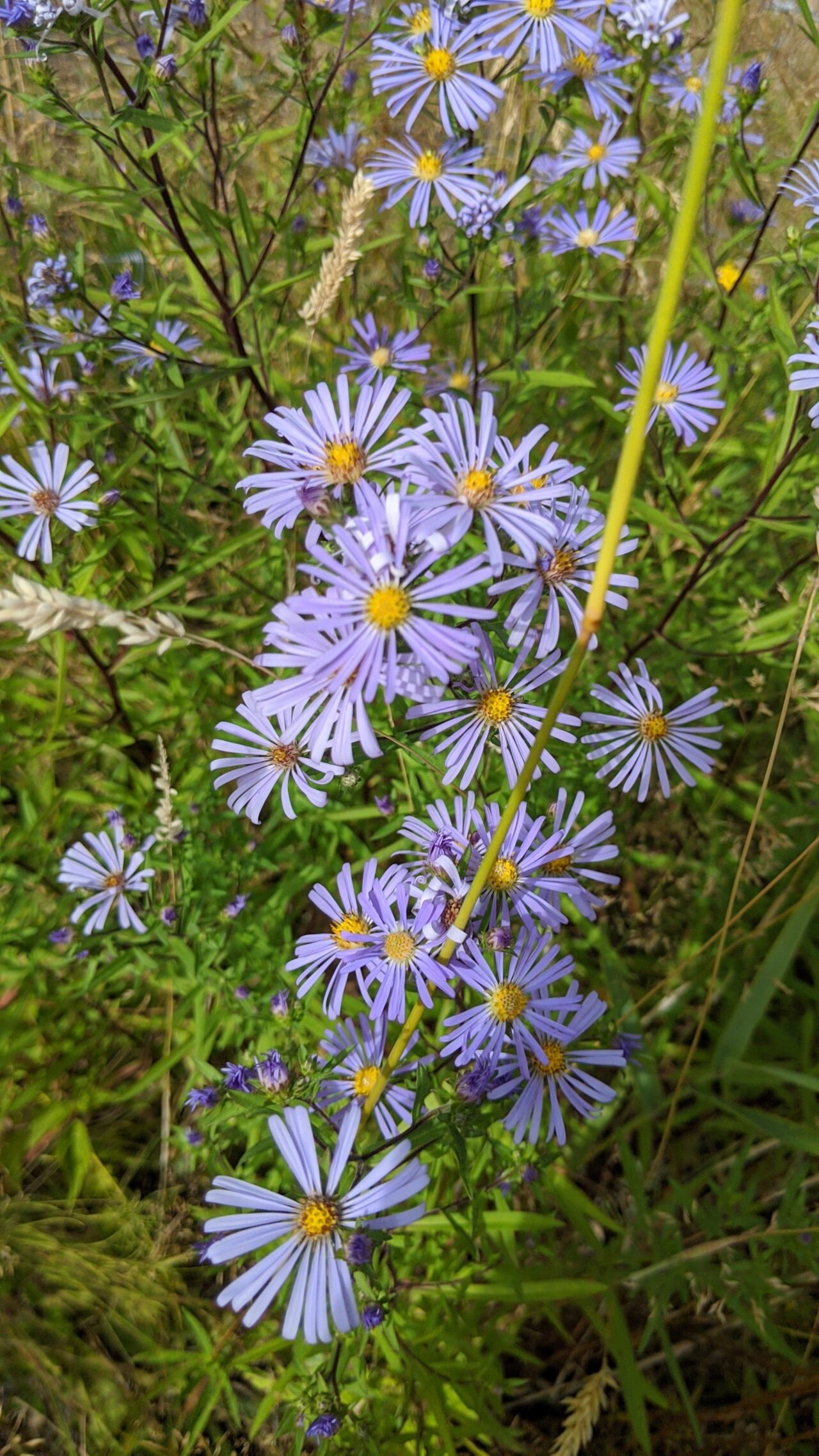 Douglas' Aster reference