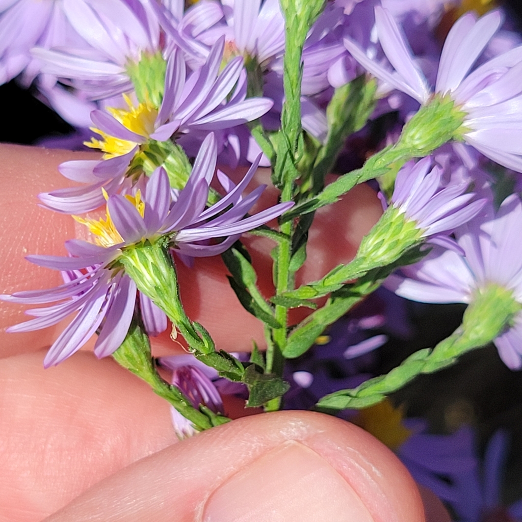 Wavy-leaf Aster reference