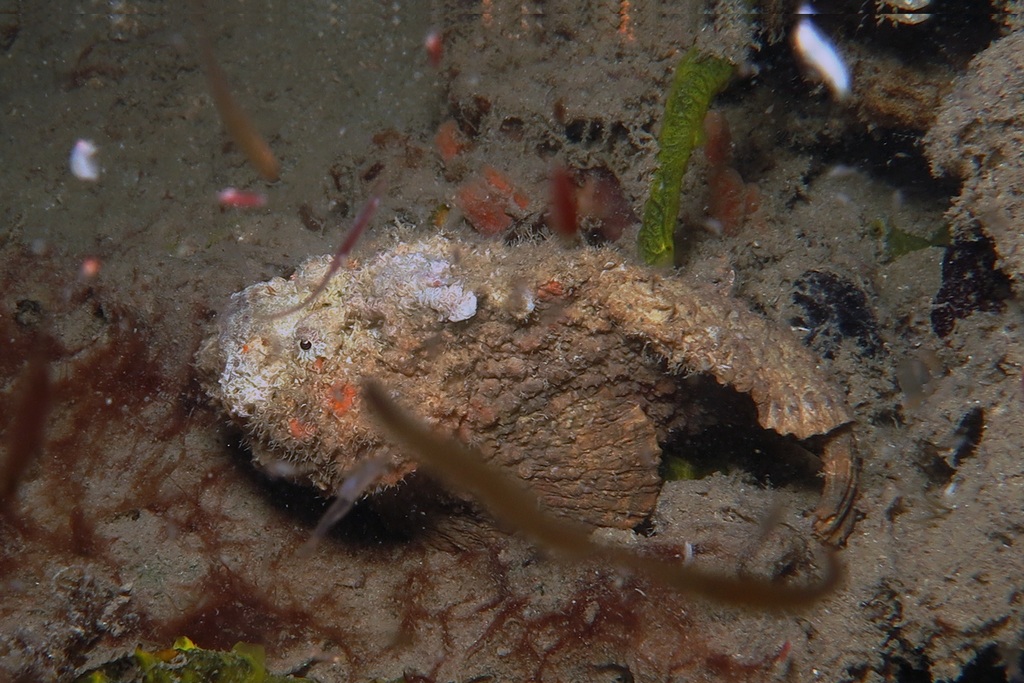 Reef Stonefish reference