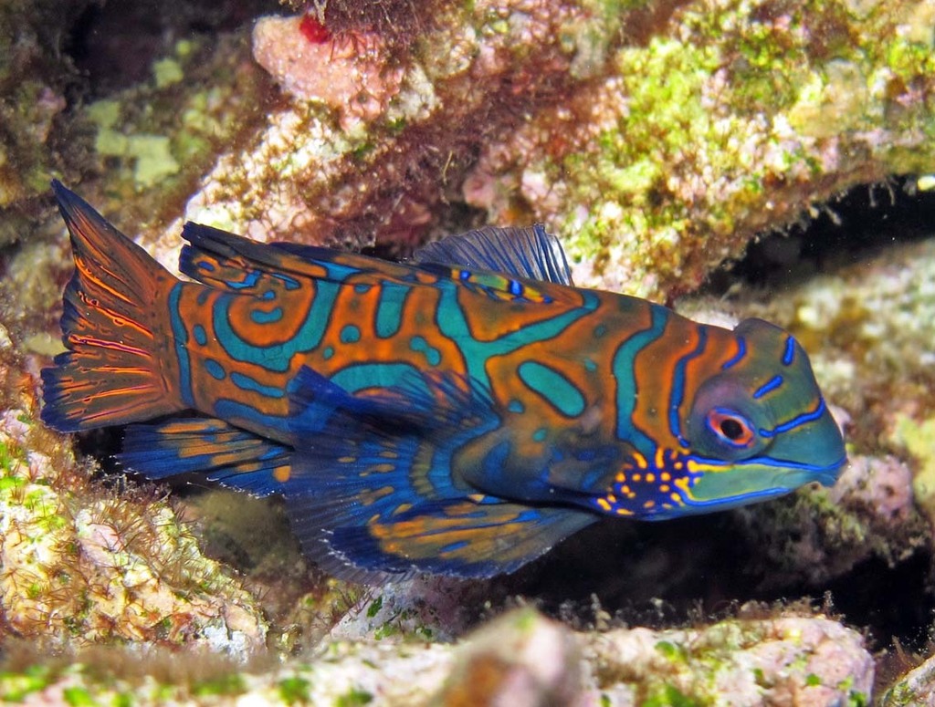 Mandarinfish reference