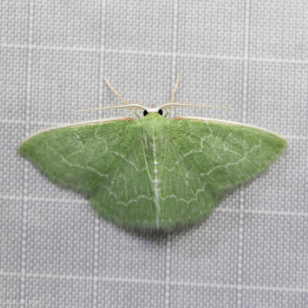 Wavy-lined Emerald reference