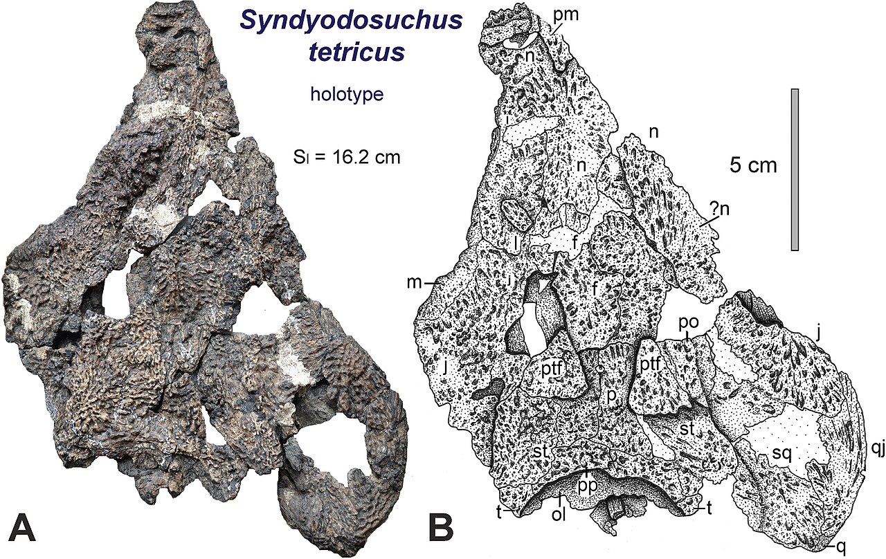 Syndyodosuchus tetricus reference