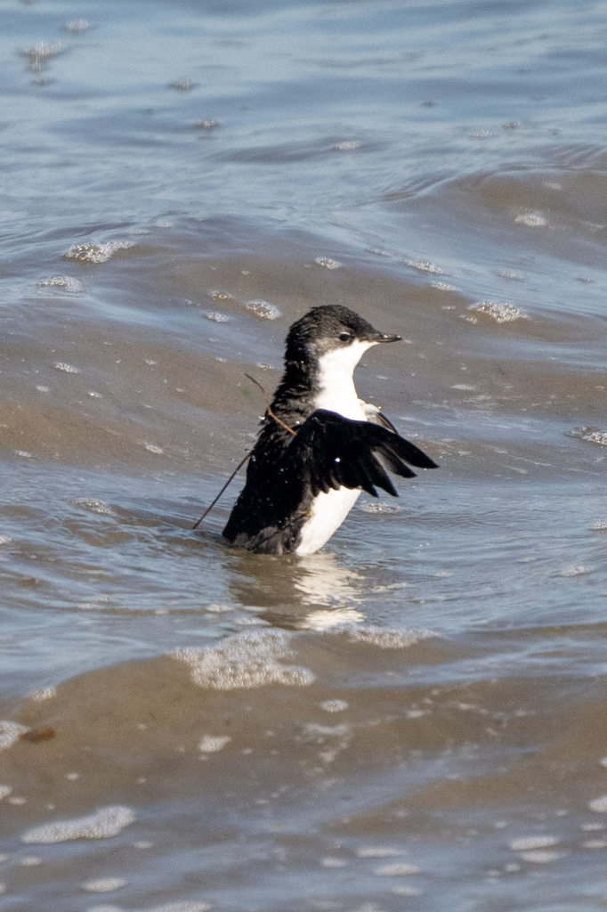 Scripps's Murrelet reference