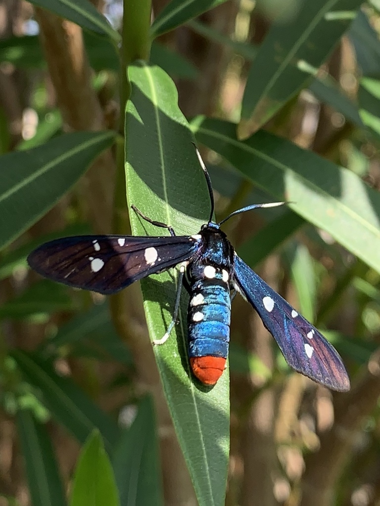 syntomeida epilais reference