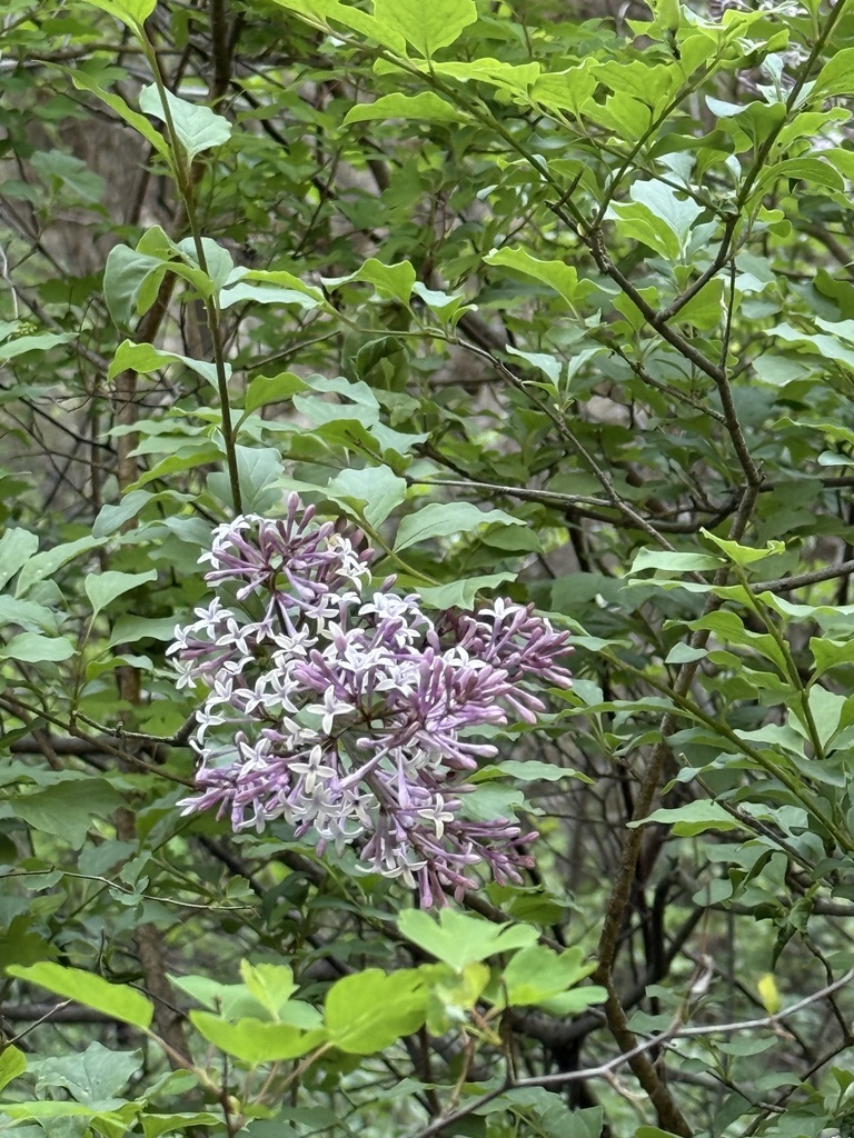 Syringa microphylla reference