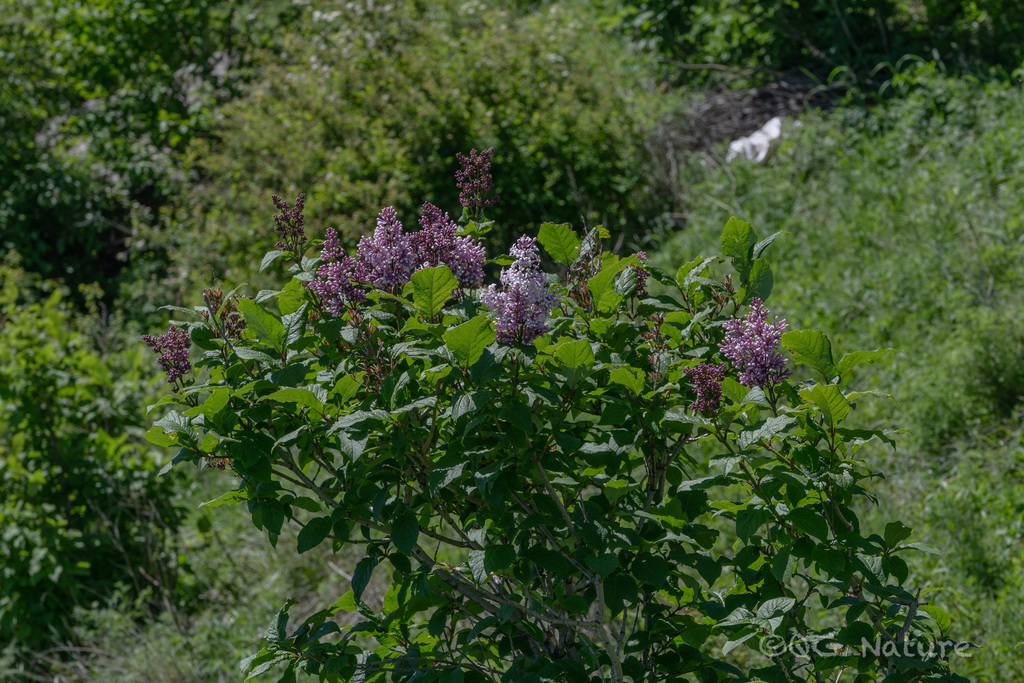 Syringa villosa reference