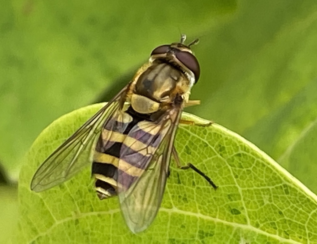 Common Flower Fly reference