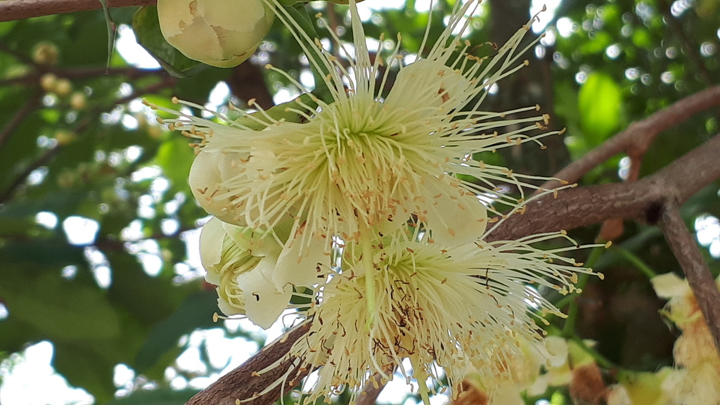 Water Apple reference