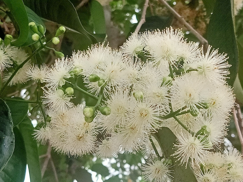 Sea Apple reference