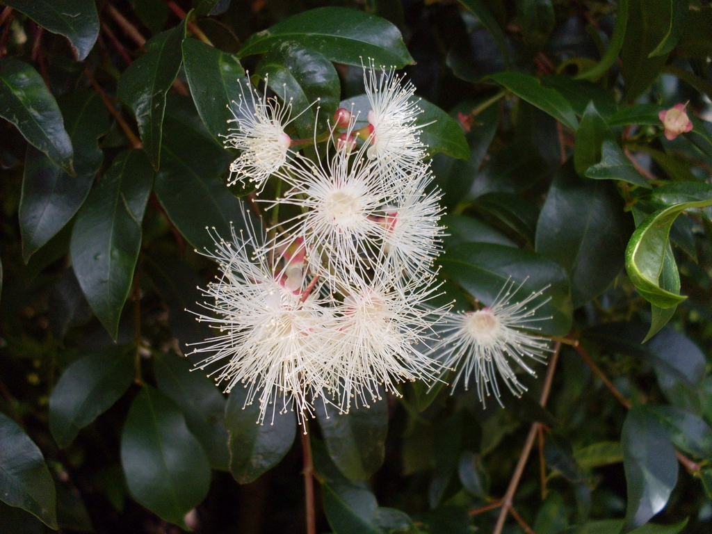 Brush Cherry reference