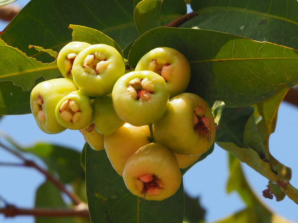 Wax Apple reference