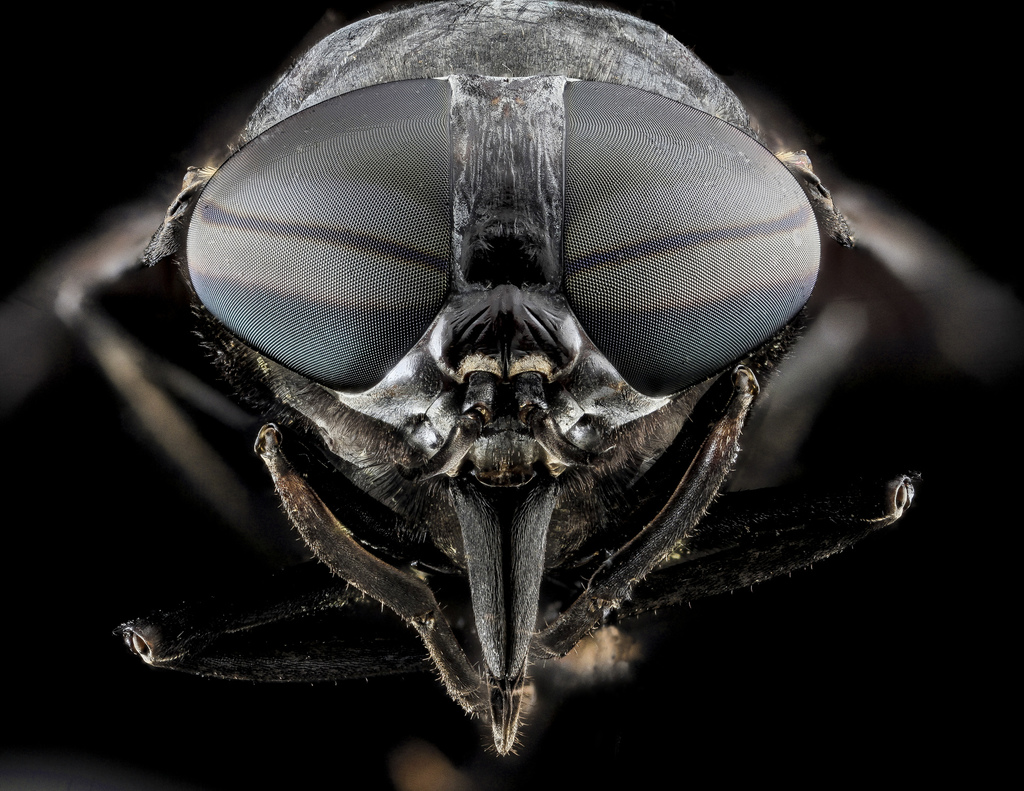 Black Horse Fly reference