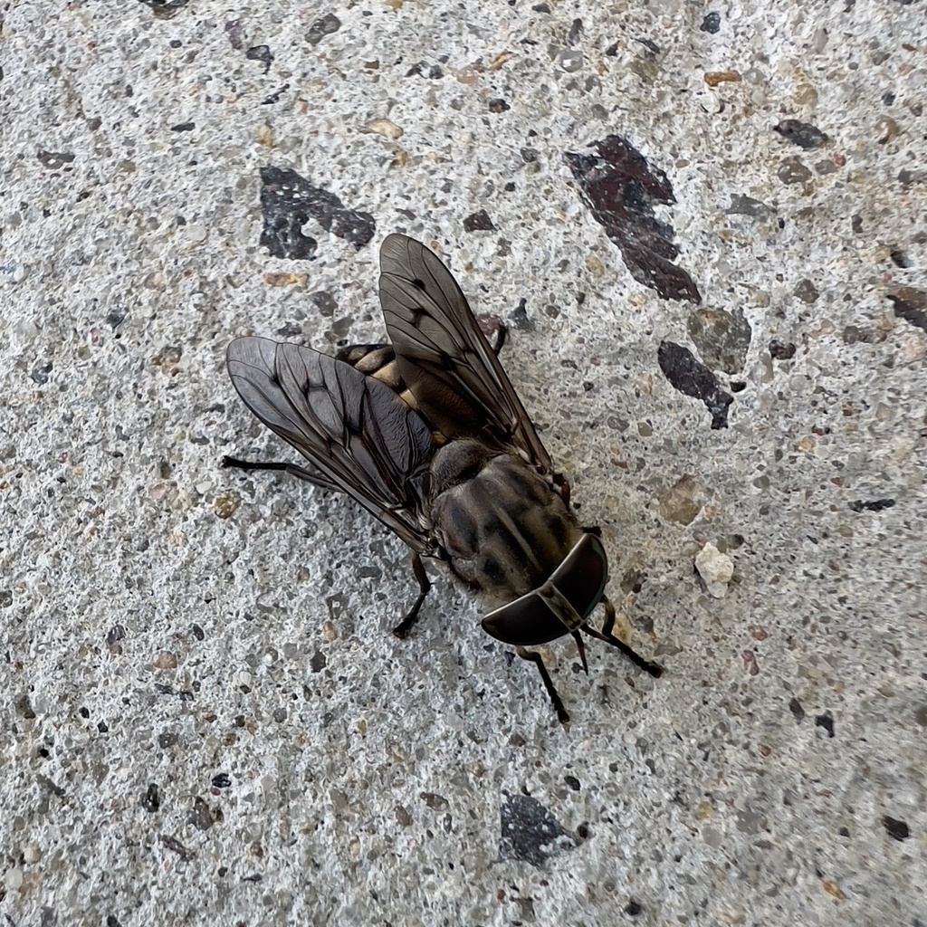 Furrowed Horse Fly reference
