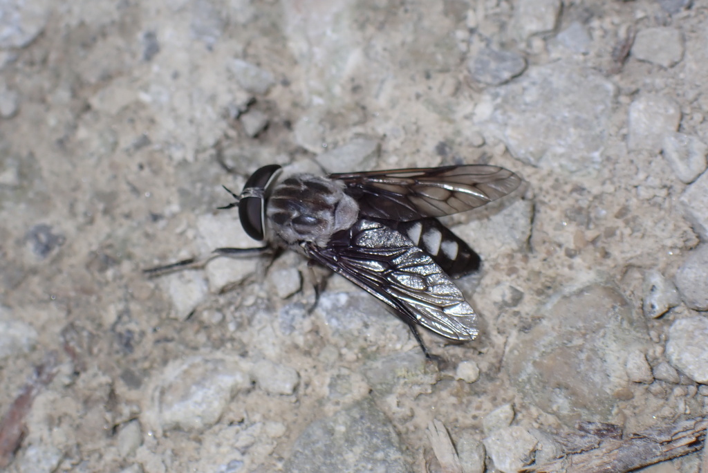 Three-spotted Horse Fly reference