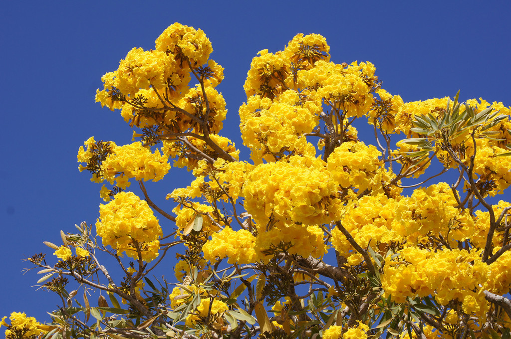 Yellow Trumpet-tree reference