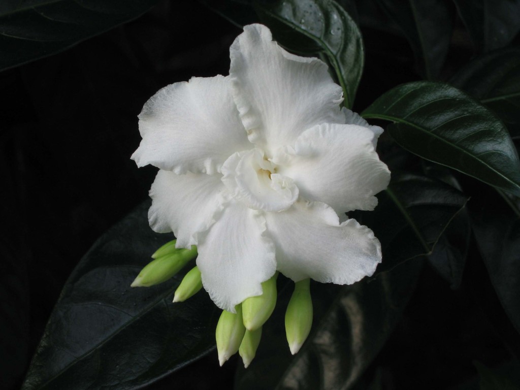Crepe Jasmine reference