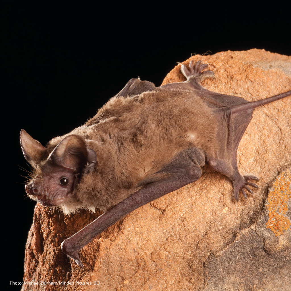 Mexican Free-tailed Bat reference