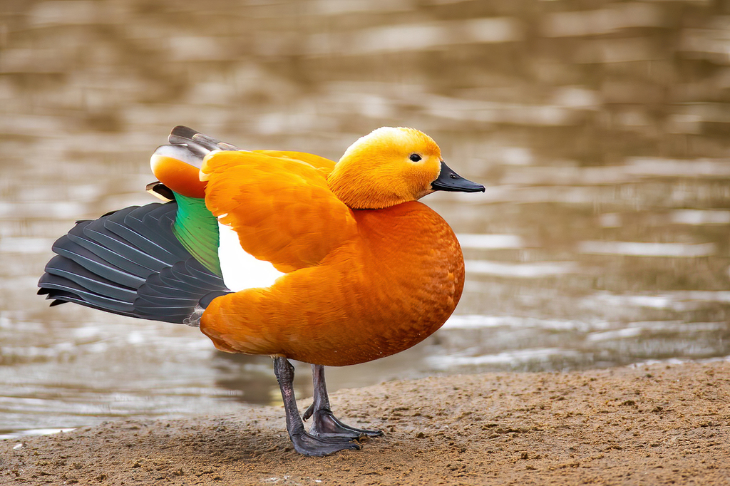 Ruddy Shelduck reference