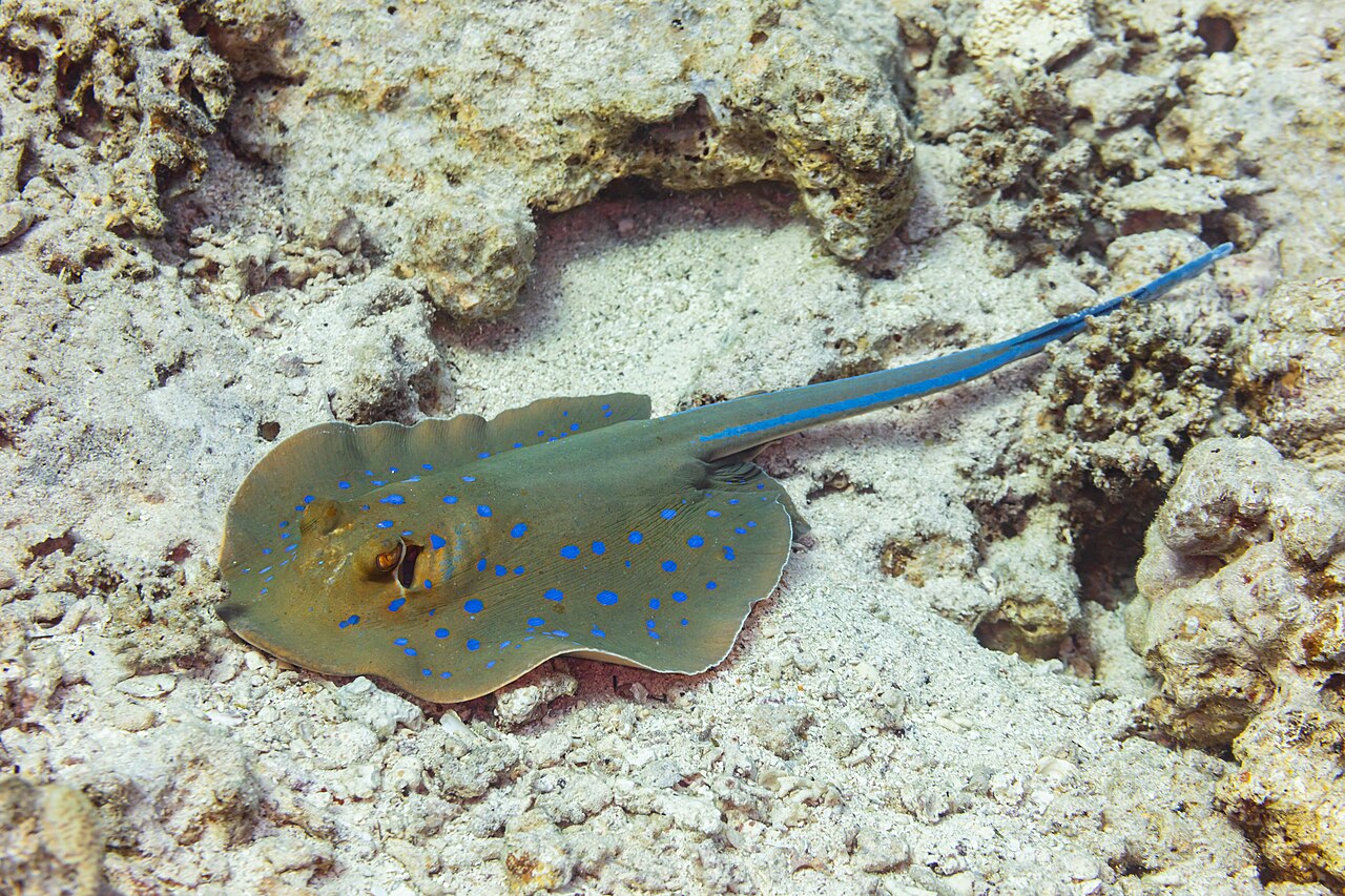Bluespotted Fantail Ray reference