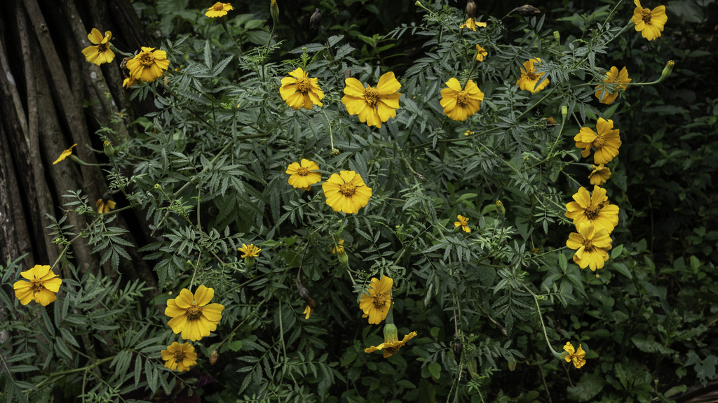 Mexican Marigold reference