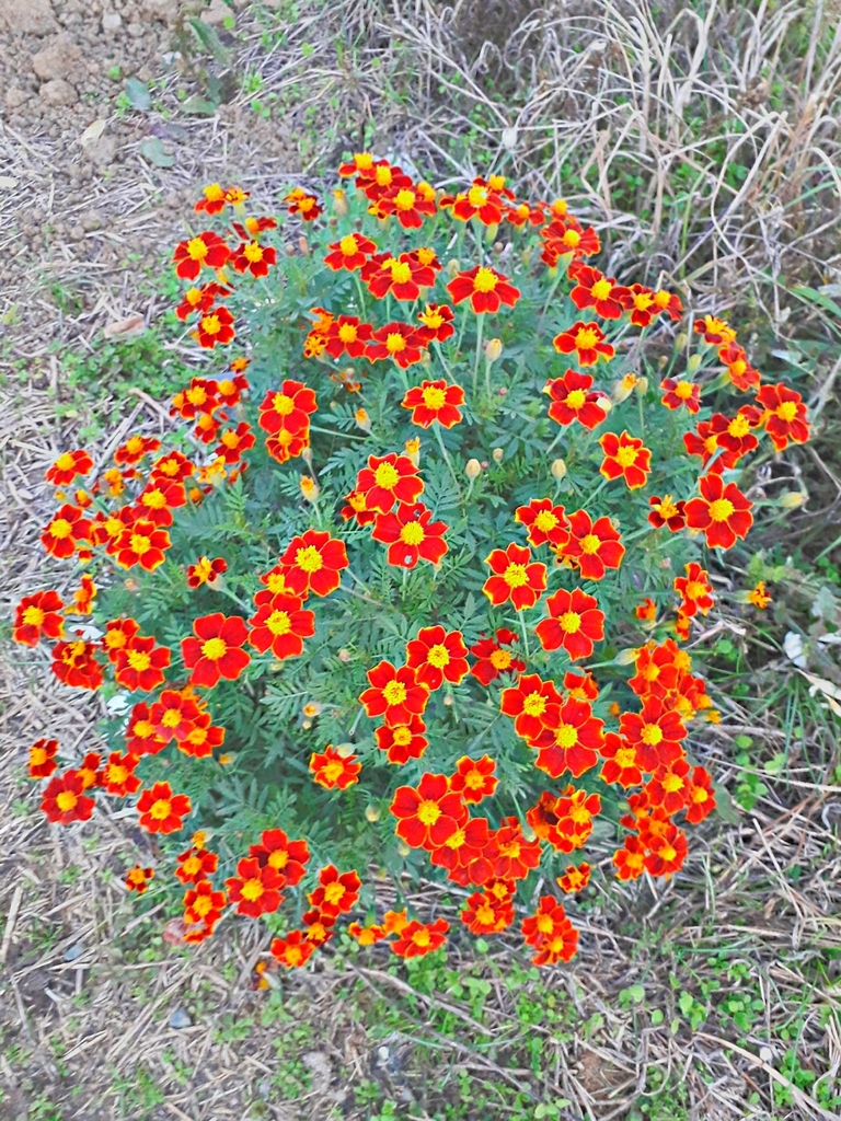 French Marigold reference