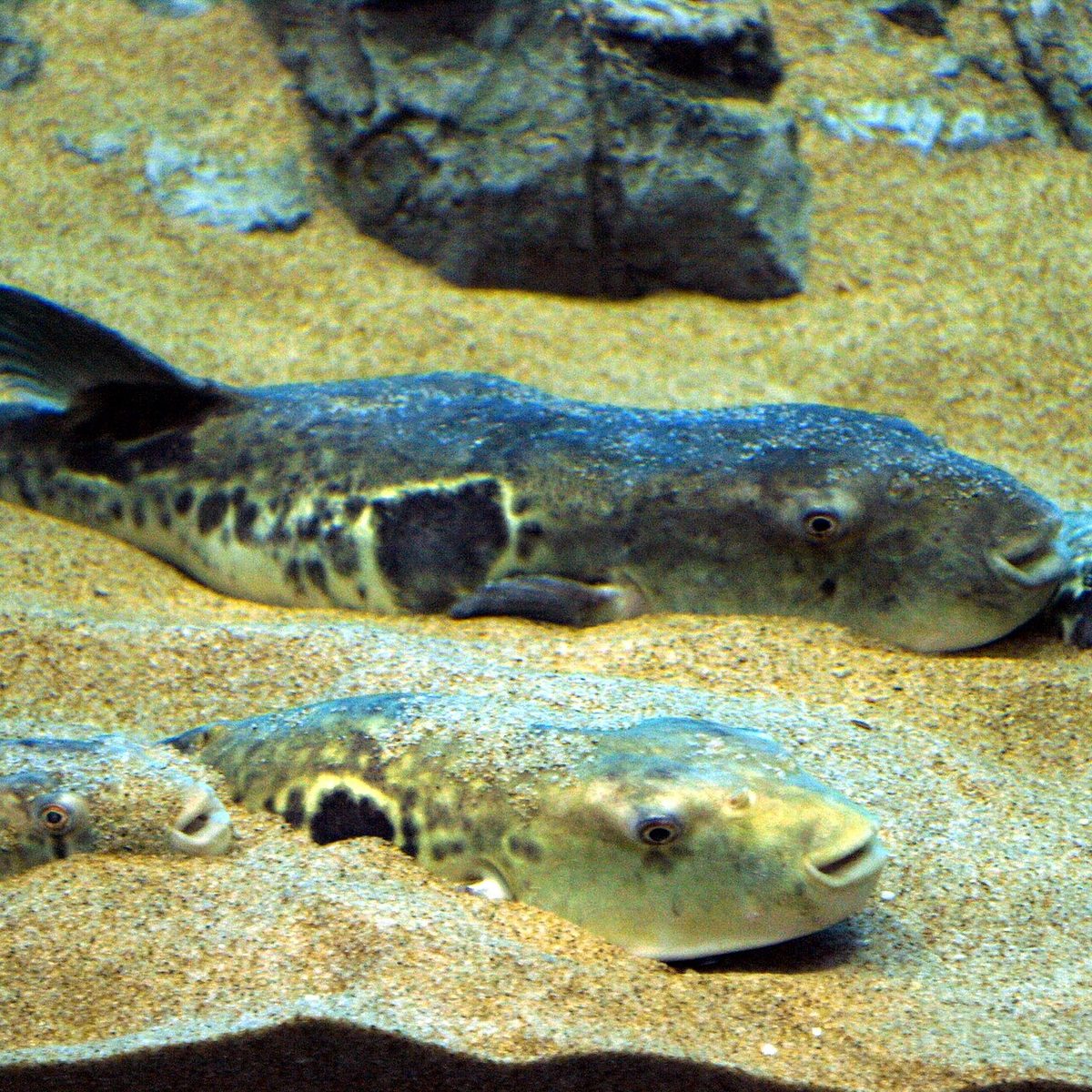 Tiger Puffer reference