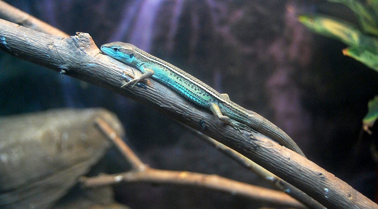 China Grass Lizard reference