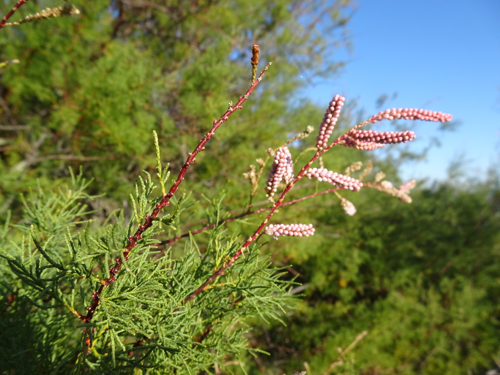 French Tamarisk reference