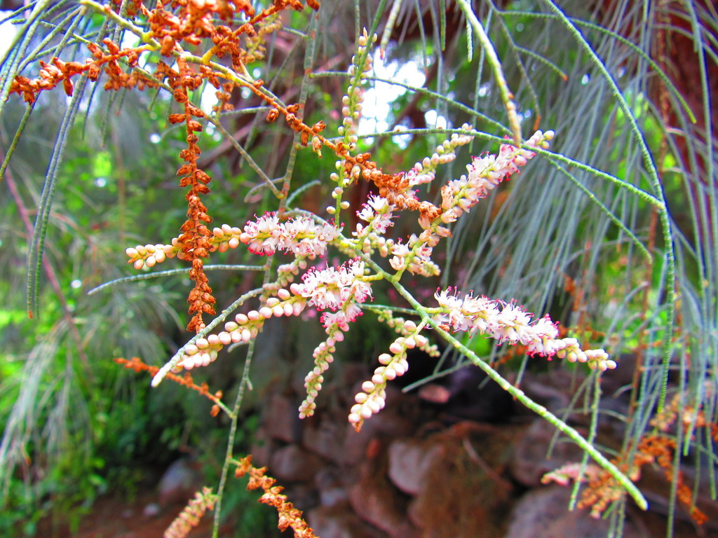 tamarix ramosissima reference