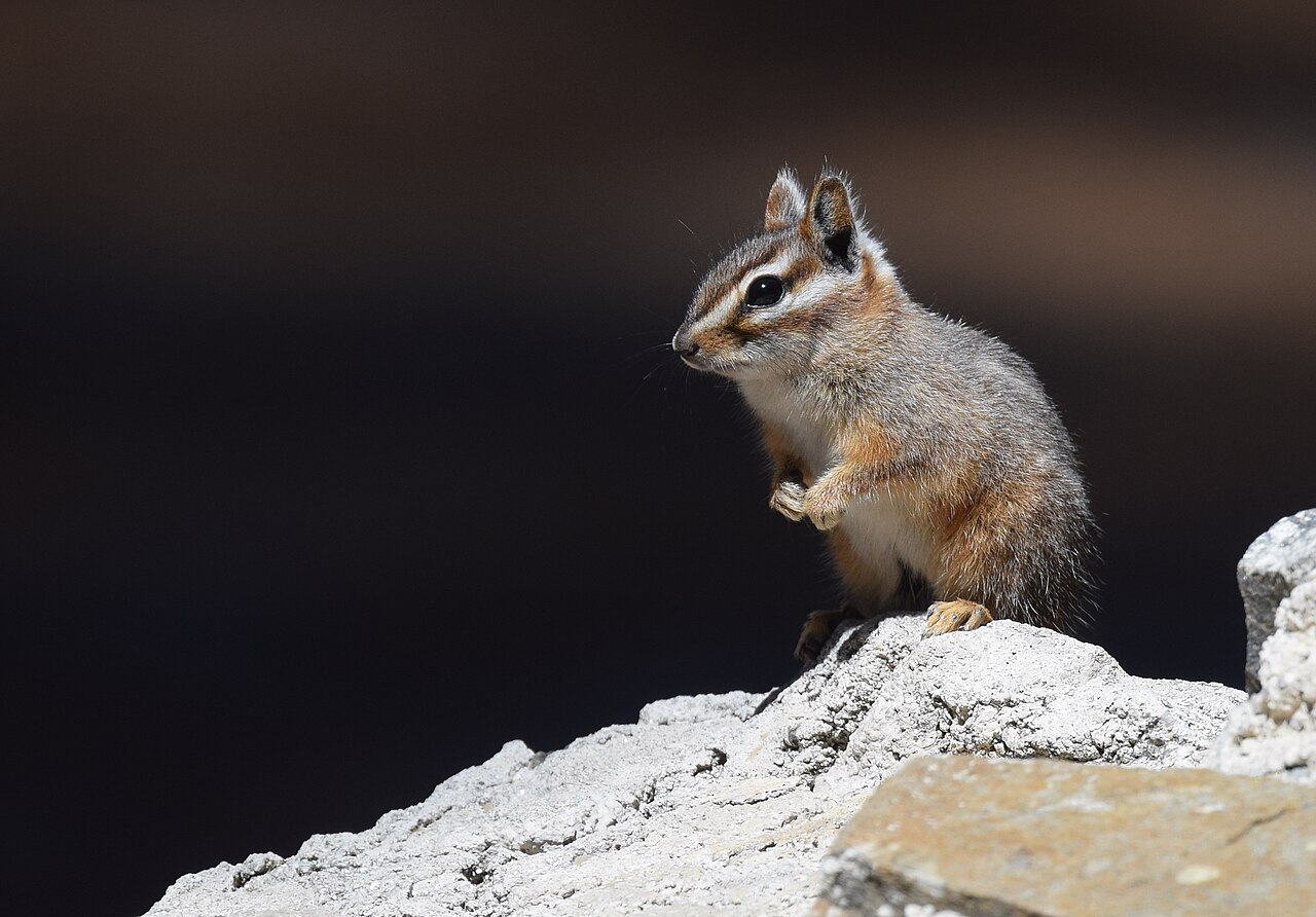 Cliff Chipmunk reference