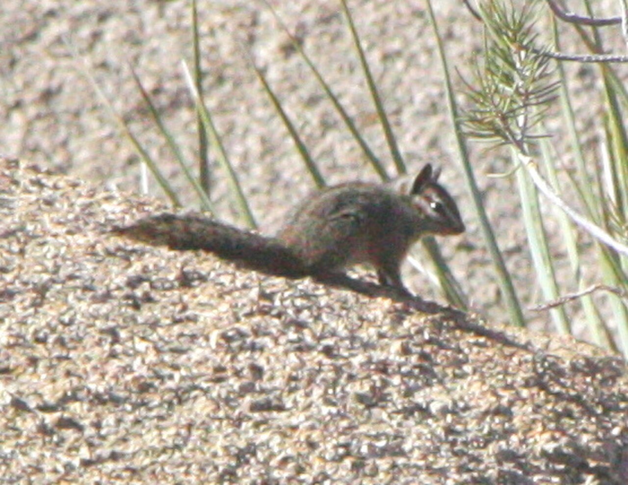 California Chipmunk reference