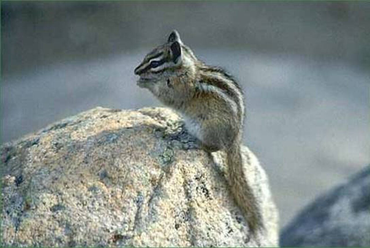 Palmer's Chipmunk reference