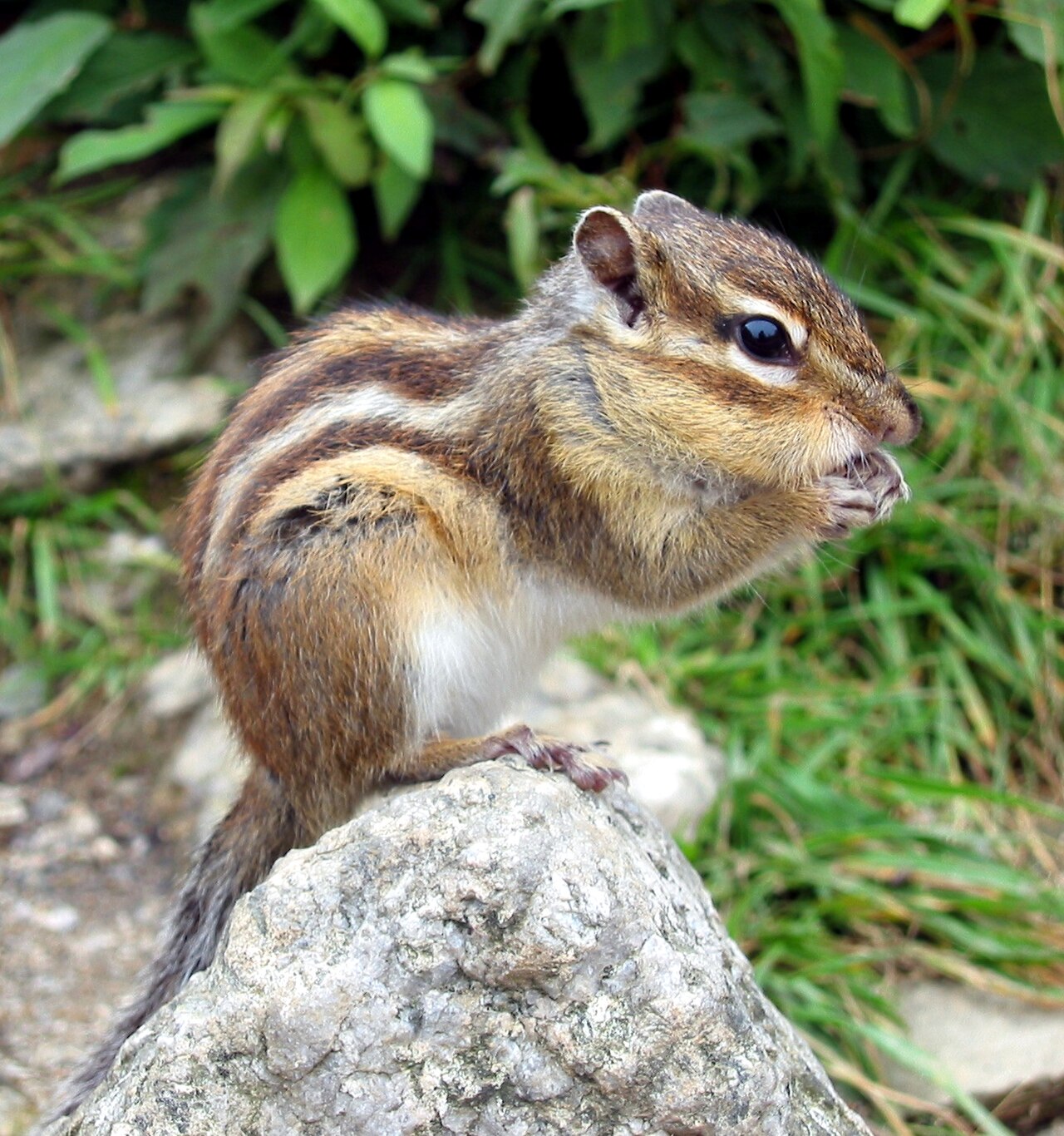 Siberian Chipmunk reference