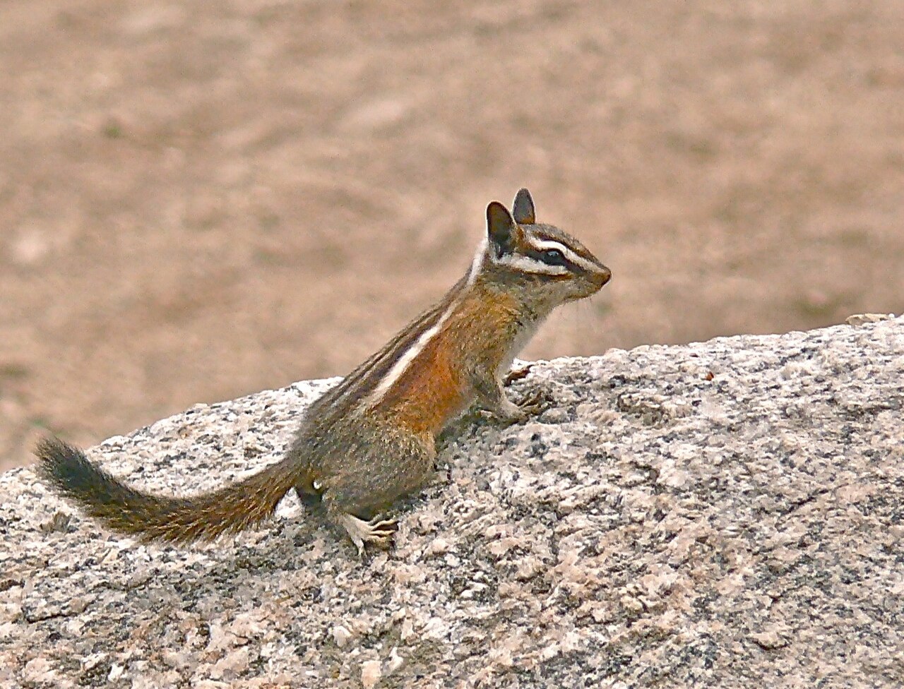 Lodgepole Chipmunk reference