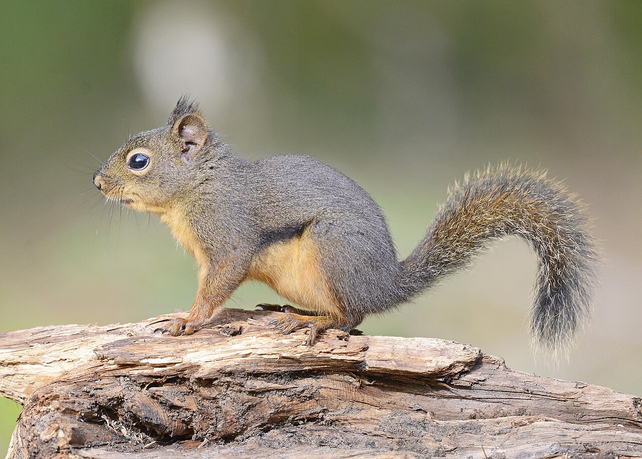 Douglas's Squirrel reference