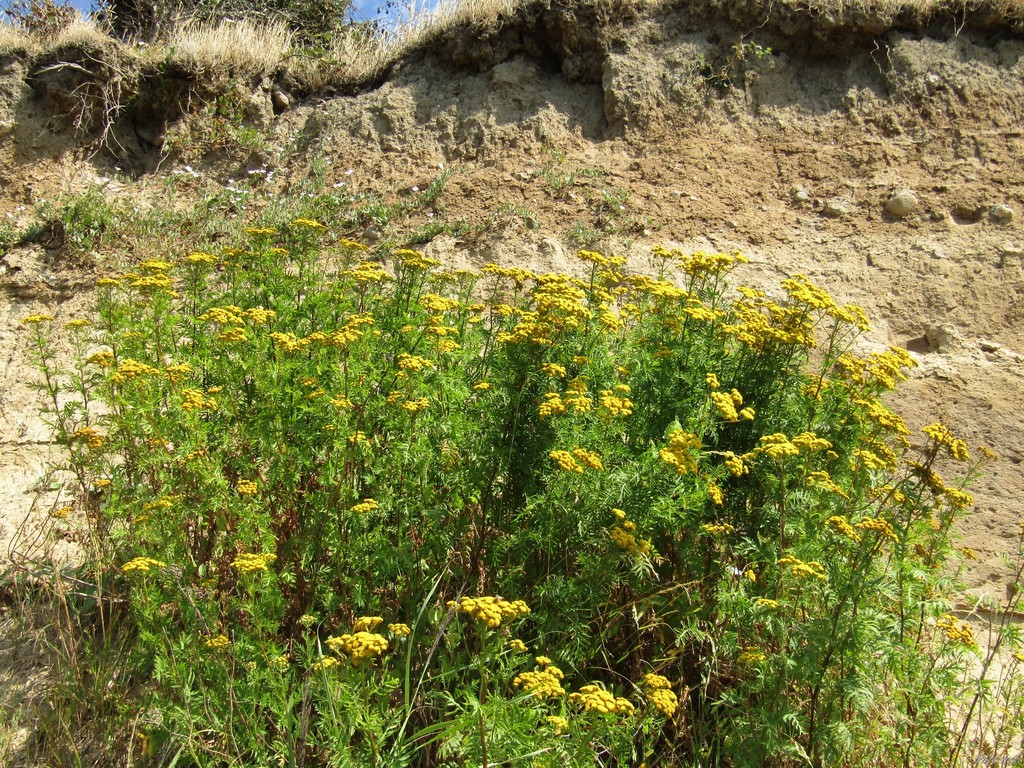 Tansy reference