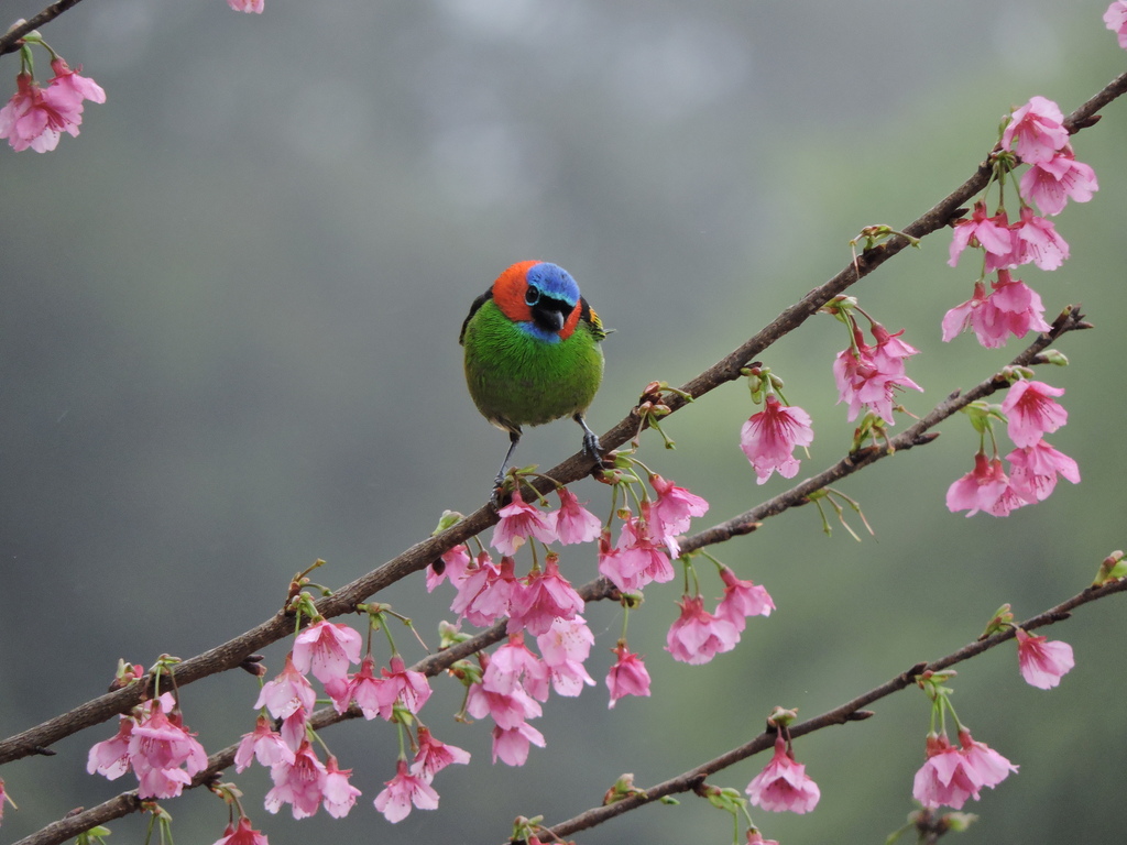 Red-necked Tanager reference