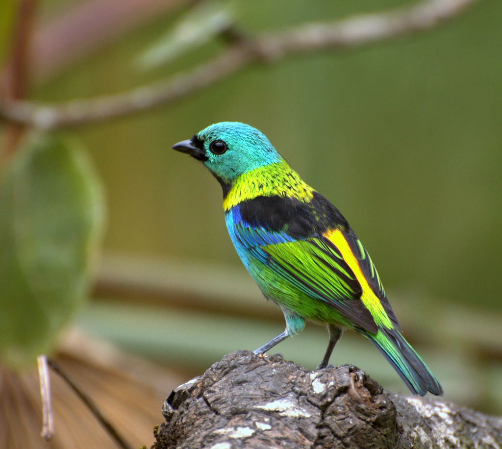 Green-headed Tanager reference