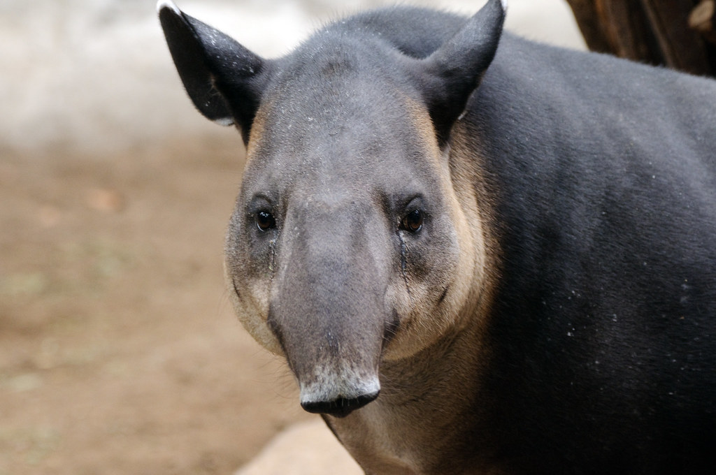 Baird's Tapir reference