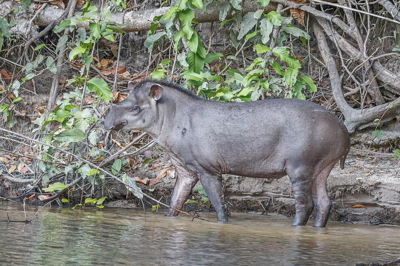 Kabomani Tapir reference