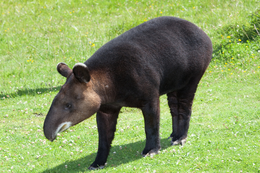 Mountain Tapir reference