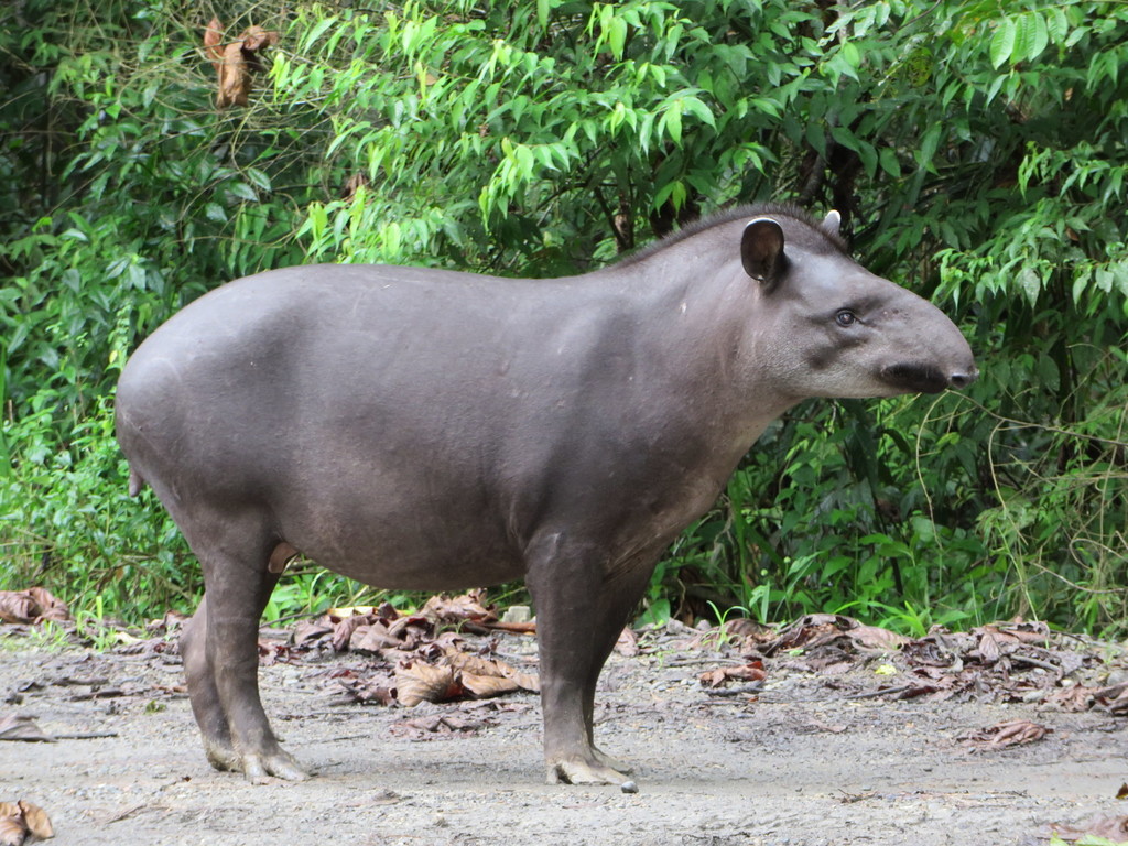 South American Tapir reference
