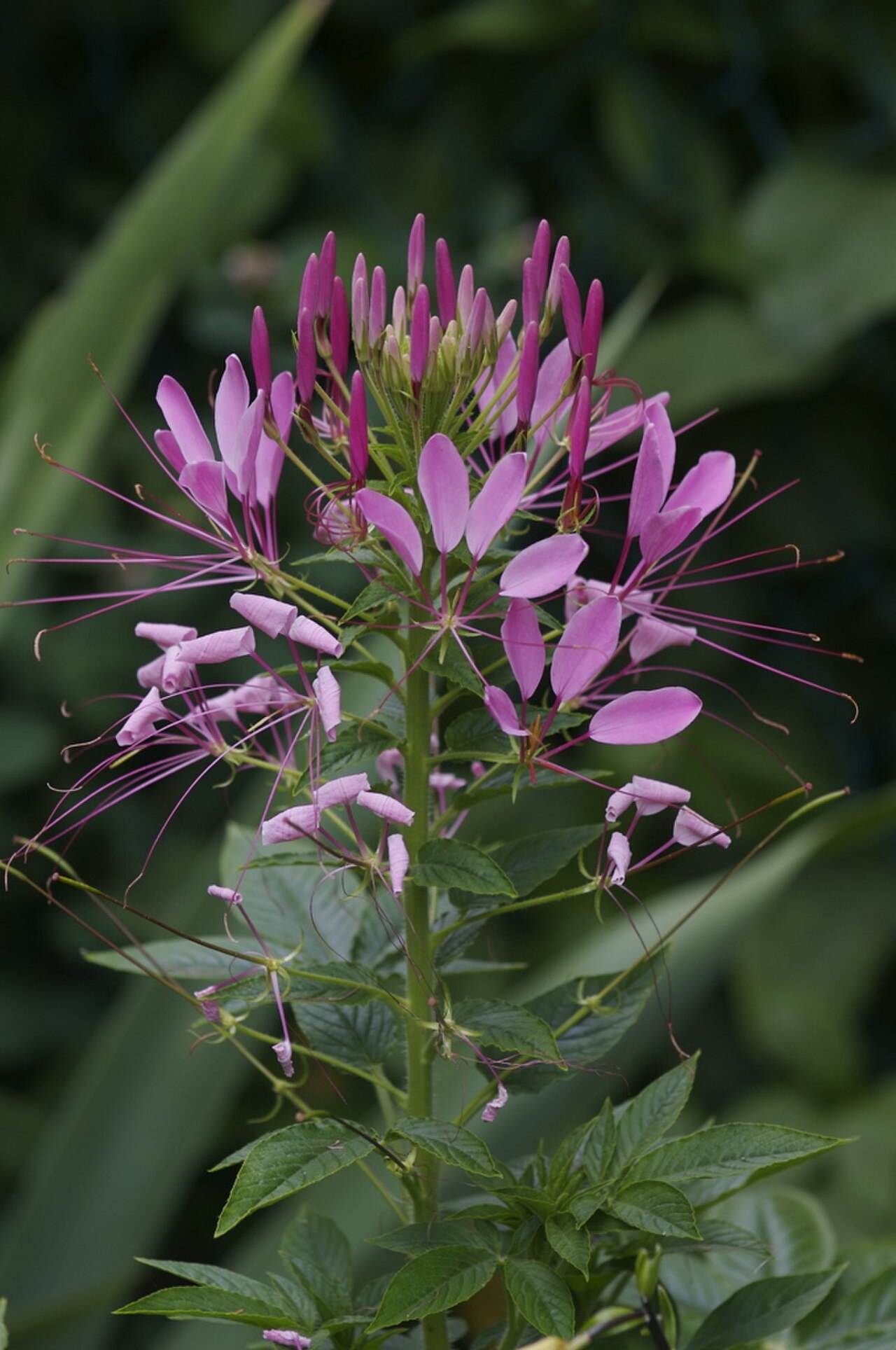 Cleome Houtteana reference