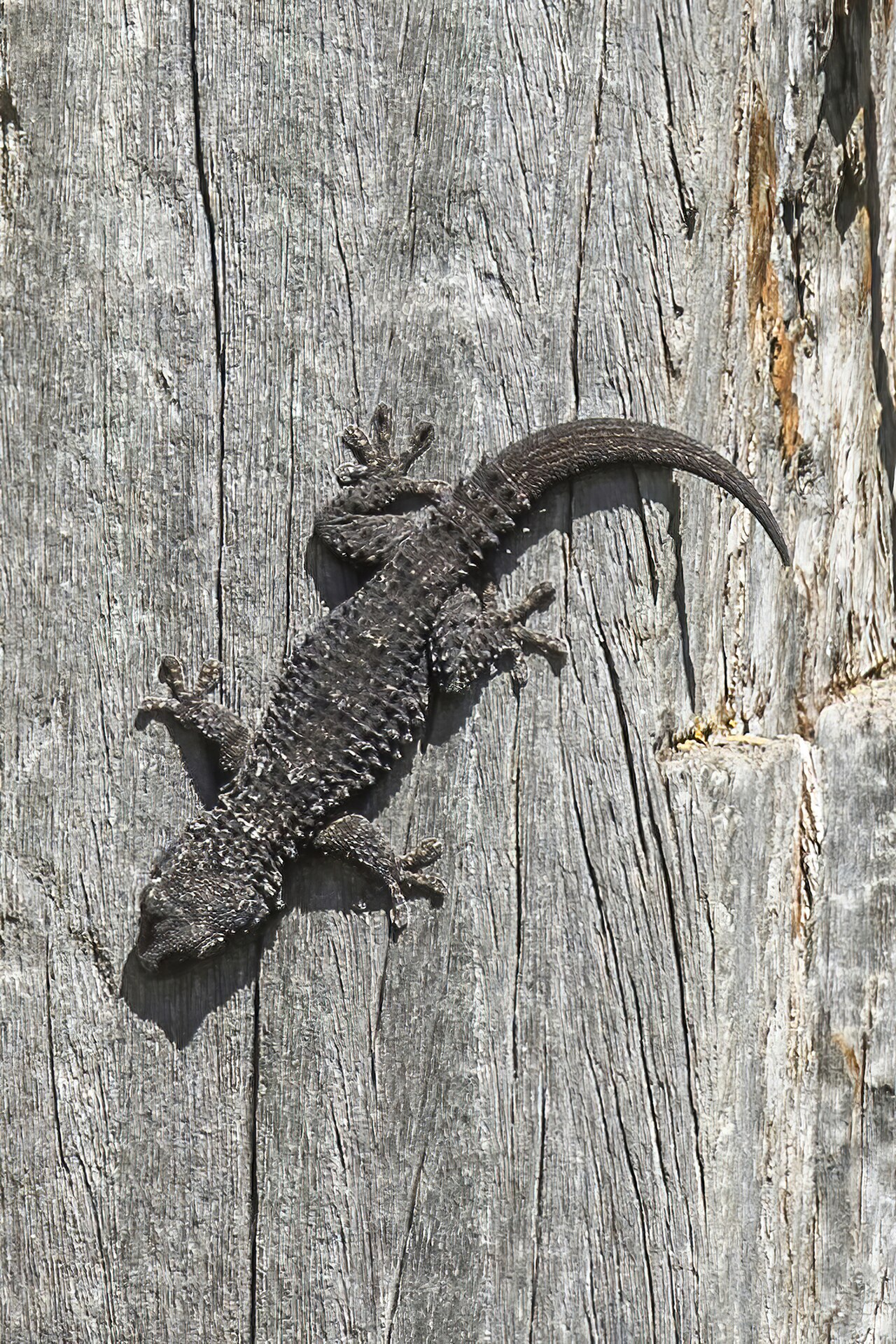 Moorish Gecko reference