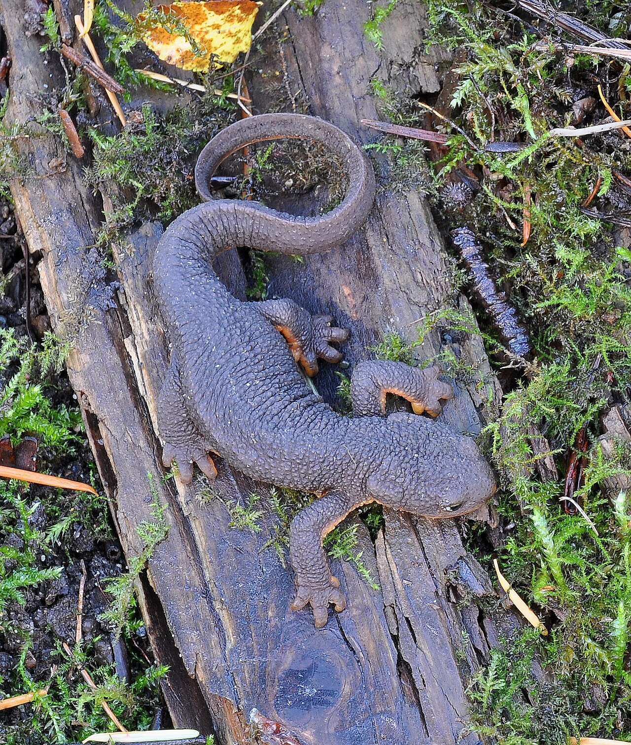 Rough-skinned Newt reference
