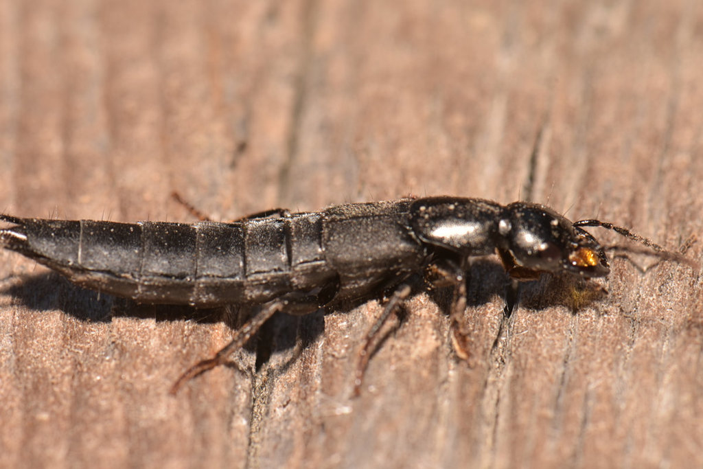 Tasgius melanarius reference