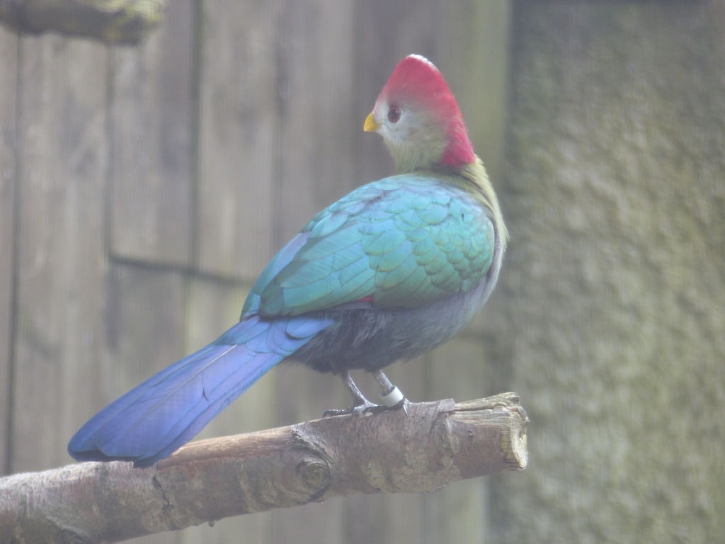 Red-crested Turaco reference