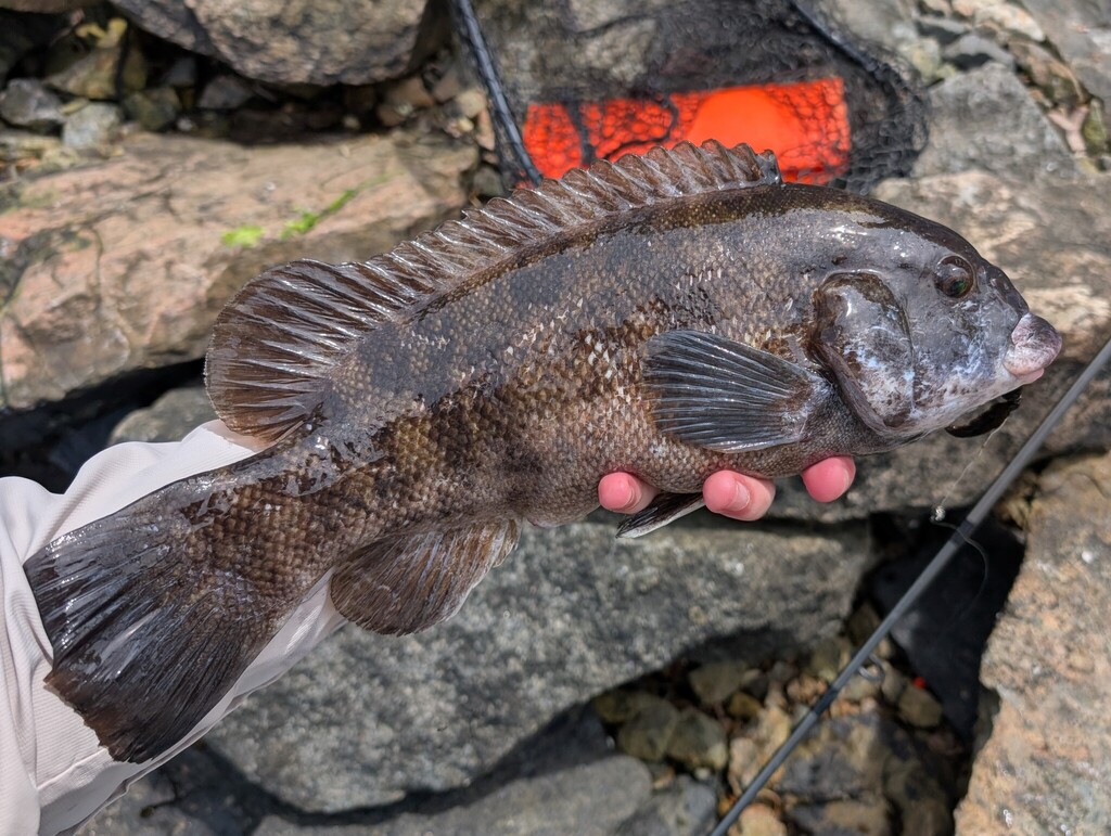 Tautog reference