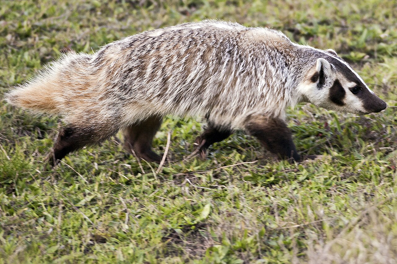 American Badger reference