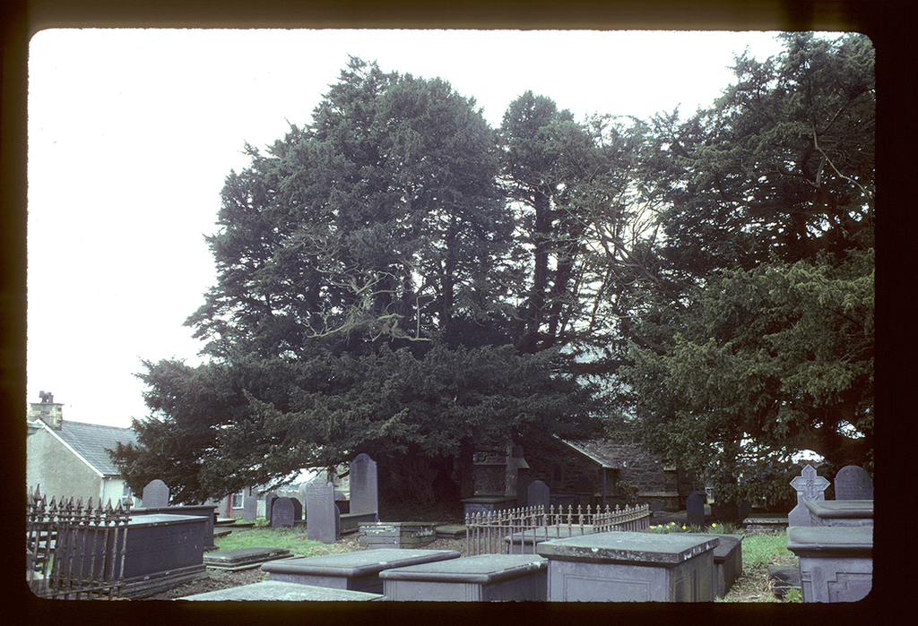 Common Yew reference